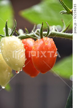 ミニトマト（アイコ） 92238285