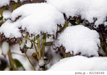 Plant covered with snow, Sedum spectabile under snow Plant covered with snow, Sedum spectabile under snow 92238340