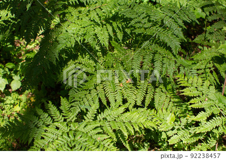 fern leaves grow in the forest fern leaves grow in the forest 92238457