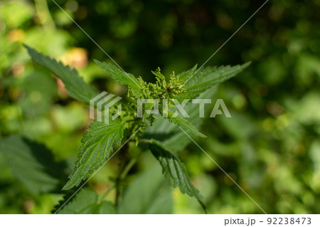 nettle grows in forest in summer 92238473