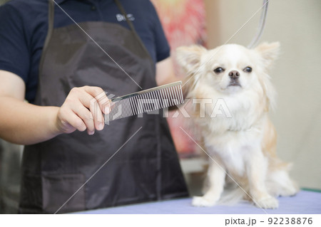 ドッグサロンでトリマーにグルーミングをしてもらうロングコートチワワ 92238876