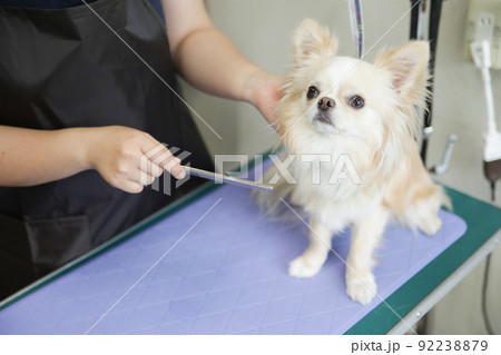 ドッグサロンでトリマーにグルーミングをしてもらうロングコートチワワ 92238879