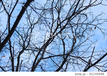 冬空と栗の木 92240996