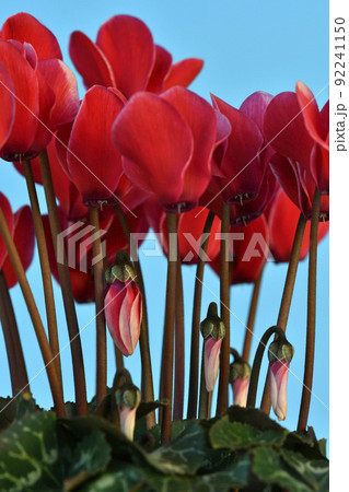 真っ赤に燃えるシクラメン ( fix撮影 ) 真っ赤に燃えるシクラメン ( fix撮影 ) 92241150