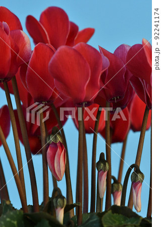 真っ赤に燃えるシクラメン ( fix撮影 ) 真っ赤に燃えるシクラメン ( fix撮影 ) 92241174