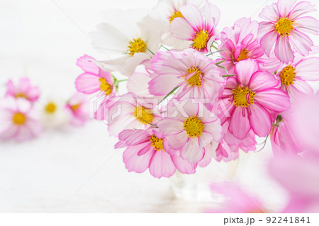かわいいコスモスのアレンジメント 92241841