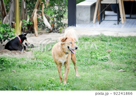 dog at home , two dogs . 92241866