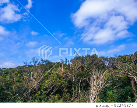 伊豆山稜線歩道の風景 高原の灌木 伊豆山稜線歩道の風景 高原の灌木 92241877