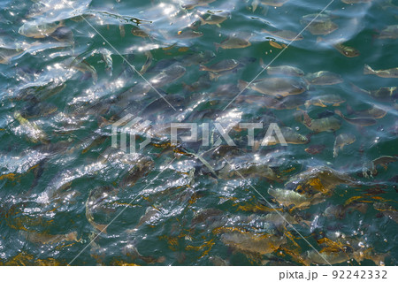 海水魚(メジナ)の生け簀 海水魚(メジナ)の生け簀 92242332