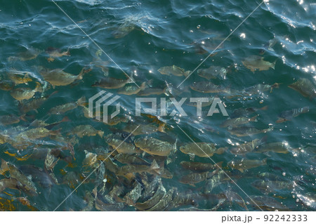 海水魚(メジナ)の生け簀 海水魚(メジナ)の生け簀 92242333