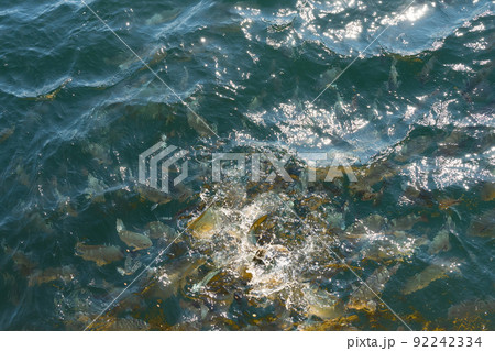 海水魚(メジナ)の生け簀 92242334