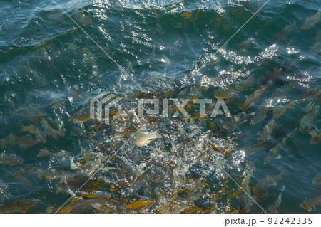 海水魚(メジナ)の生け簀 海水魚(メジナ)の生け簀 92242335