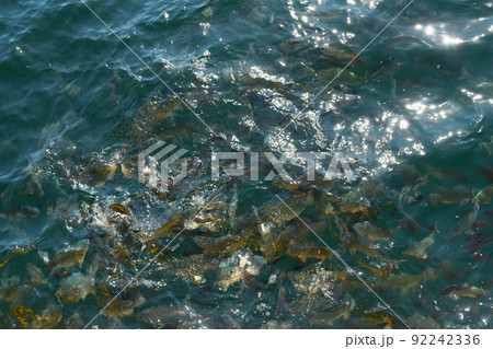 海水魚(メジナ)の生け簀 海水魚(メジナ)の生け簀 92242336