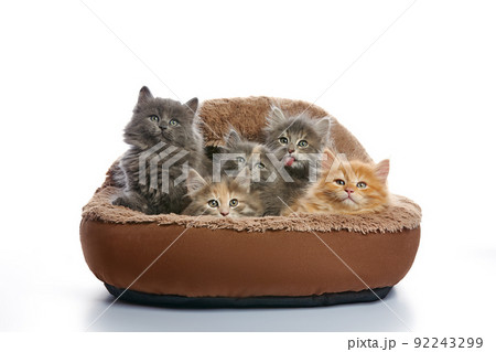 Five small kittens in a basket, isolated on white Five small kittens in a basket, isolated on white 92243299