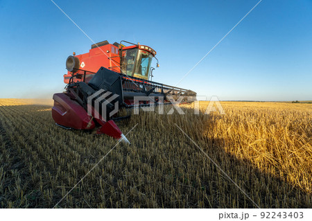 Combine harvester rides through the field and harvests wheat Combine harvester rides through the field and harvests wheat 92243403