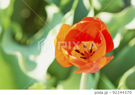 春のガーデニング チューリップ 春のガーデニング チューリップ 92244370