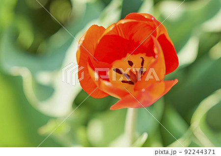春のガーデニング チューリップ 春のガーデニング チューリップ 92244371