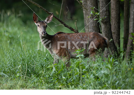 Red deer female looking in forest in summer evening Red deer female looking in forest in summer evening 92244742