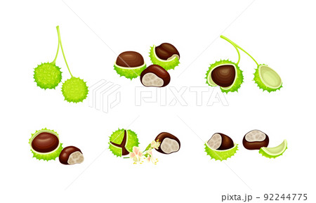 Raw chestnuts set. Edible chestnut or castanea sativa with spiny shell and nuts vector illustration Raw chestnuts set. Edible chestnut or castanea sativa with spiny shell and nuts vector illustration 92244775