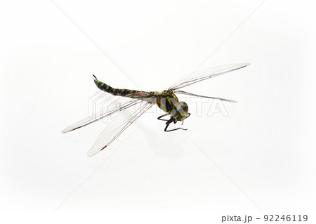 Green Snaketail dragonfly on a white background. 92246119