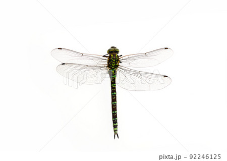 Green Snaketail dragonfly on a white background. 92246125