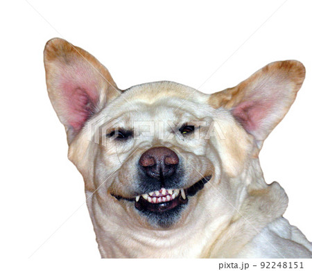 Laughing dog. A white labrador retriever lies on its back and smiles. Head of a white dog close-up. Funny pet photo. Laughing dog. A white labrador retriever lies on its back and smiles. Head of a white dog close-up. Funny pet photo. 92248151