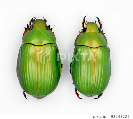 Beetle isolated on white. Green round beetles Chrysina auripes macro, rutelidae, collection beetles, coleoptera, entomology 92248222