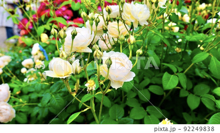 満開に咲いたばら　アンブリッジローズ 92249838