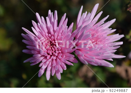 食用菊 郷土料理食材 92249887