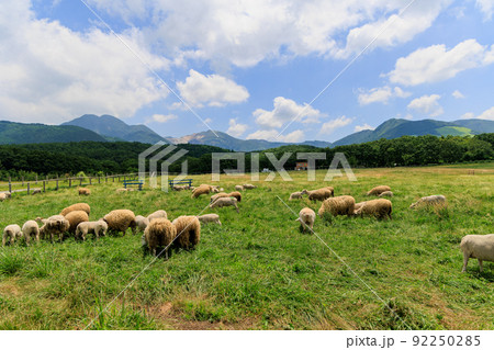 牧場に放牧された羊 92250285
