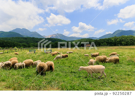 牧場に放牧された羊 牧場に放牧された羊 92250287