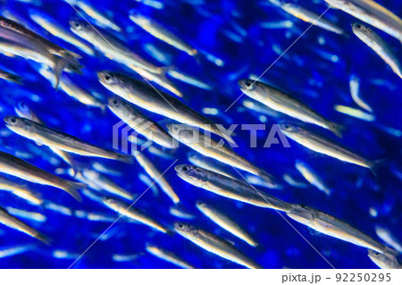 イワシの大群 92250295