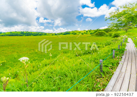 天空の湿原・夏の八島ヶ原湿原【長野県】 92250437