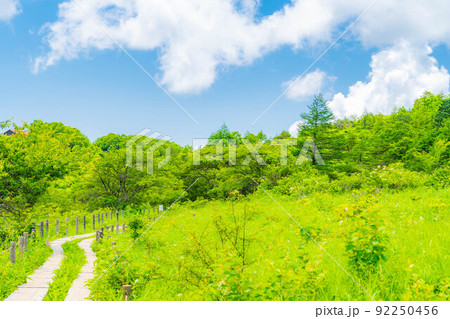 天空の湿原・夏の八島ヶ原湿原【長野県】 92250456