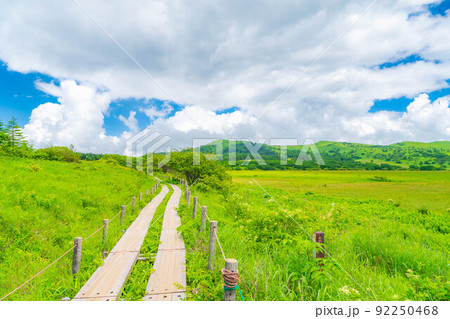 天空の湿原・夏の八島ヶ原湿原【長野県】 92250468