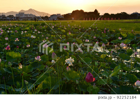 藤原京のハス 92252184