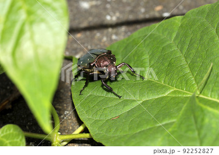 アオアシナガハナムグリ 92252827