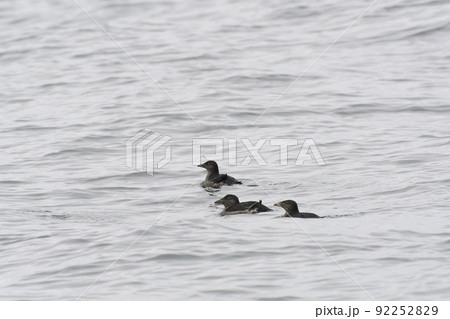 ウトウの幼鳥 ウトウの幼鳥 92252829