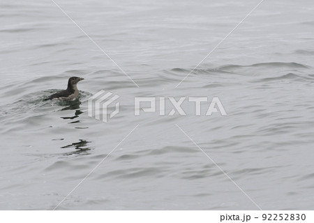 ウトウの幼鳥 ウトウの幼鳥 92252830