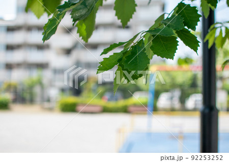 金町第一公園/東京都葛飾区 金町第一公園/東京都葛飾区 92253252
