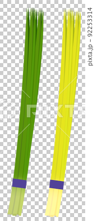 Chinese chive 92253314