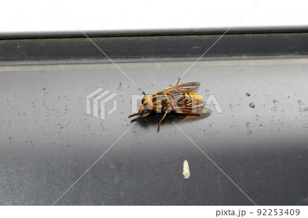 アカウシアブ 92253409