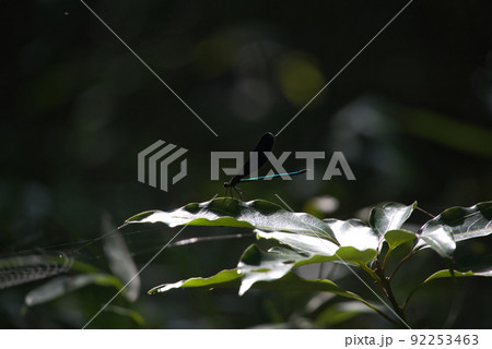 神様トンボ 92253463