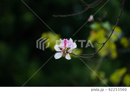 Orchid Tree, Purple Bauhinia (Bauhinia variegata Linn.) Flowers of Nan province and Tak province , Thailand. 92253560