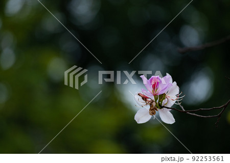 Orchid Tree, Purple Bauhinia (Bauhinia variegata Linn.) Flowers of Nan province and Tak province , Thailand. 92253561