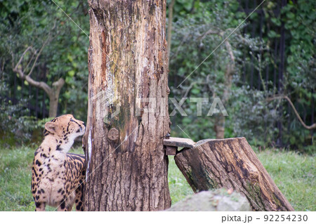 キングチーター キングチーター 92254230