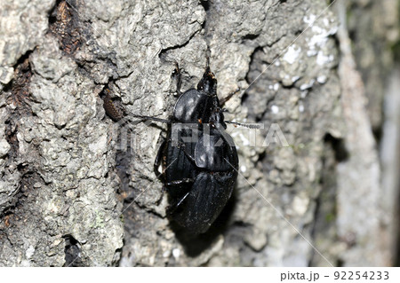 オオヒラタシデムシの交尾 92254233