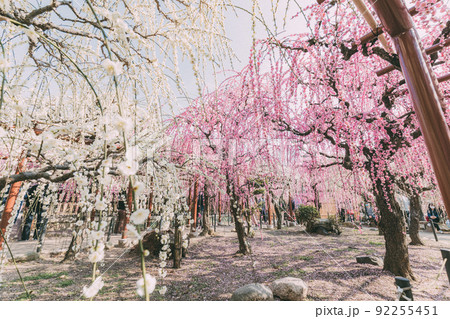結城神社の梅園 結城神社の梅園 92255451