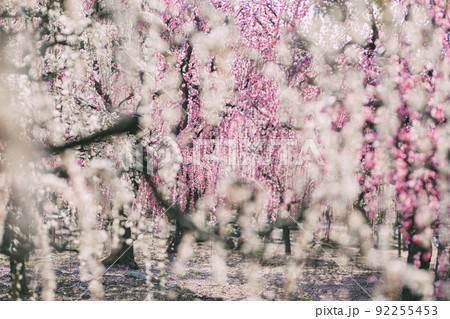 結城神社の梅園 結城神社の梅園 92255453