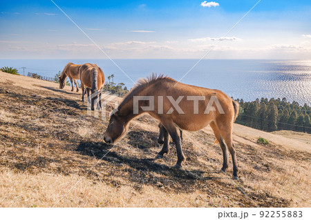 都井岬　御崎馬 92255883